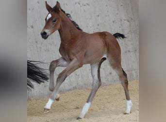 Niemiecki koń sportowy, Klacz, 14 lat, 171 cm, Gniada