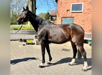 Niemiecki koń sportowy, Klacz, 14 lat, 172 cm, Ciemnogniada