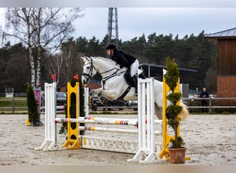 Niemiecki koń sportowy, Klacz, 14 lat, 172 cm, Siwa