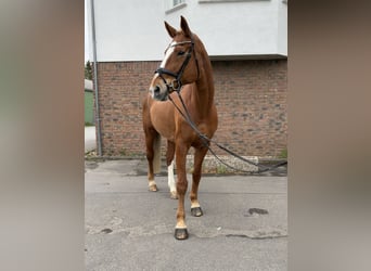Niemiecki koń sportowy, Klacz, 14 lat, 174 cm, Kasztanowata