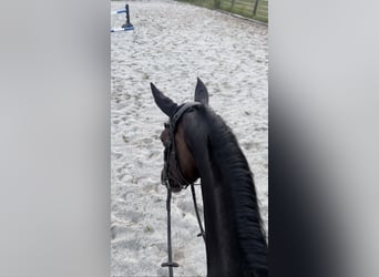 Niemiecki koń sportowy, Klacz, 15 lat, 160 cm, Ciemnogniada