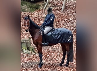 Niemiecki koń sportowy, Klacz, 15 lat, 165 cm, Gniada