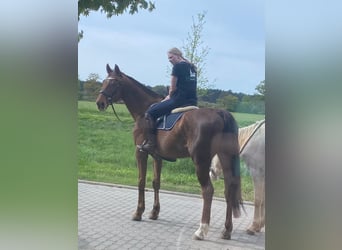 Niemiecki koń sportowy, Klacz, 15 lat, 165 cm, Kasztanowata