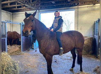Niemiecki koń sportowy, Klacz, 15 lat, 168 cm, Gniada