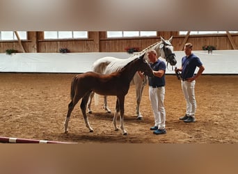 Niemiecki koń sportowy, Klacz, 15 lat, 168 cm, Siwa
