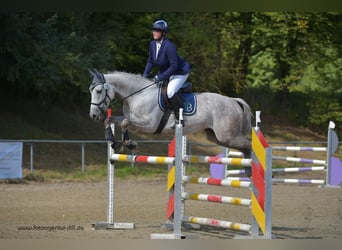 Niemiecki koń sportowy, Klacz, 15 lat, 168 cm, Siwa