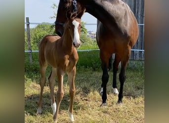 Niemiecki koń sportowy, Klacz, 15 lat, 170 cm, Ciemnogniada