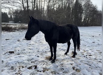 Niemiecki koń sportowy, Klacz, 15 lat, 172 cm, Kara