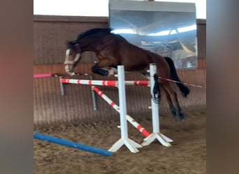 Niemiecki koń sportowy, Klacz, 15 lat, 176 cm, Gniada