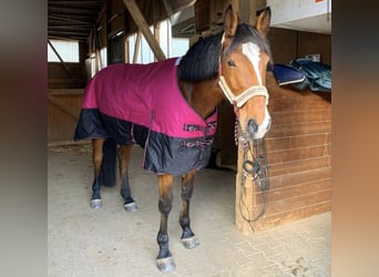 Niemiecki koń sportowy, Klacz, 15 lat, 176 cm, Gniada