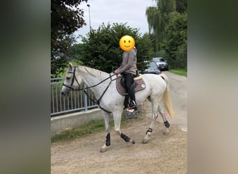 Niemiecki koń sportowy, Klacz, 16 lat, 165 cm, Siwa