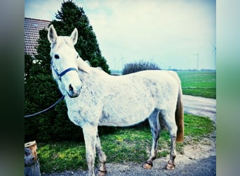 Niemiecki koń sportowy, Klacz, 16 lat, 166 cm, Siwa