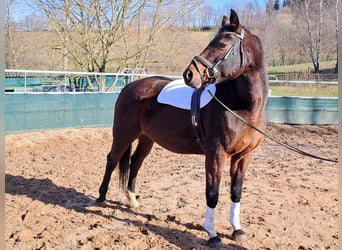 Niemiecki koń sportowy, Klacz, 16 lat, 168 cm, Gniada
