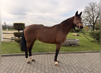 Niemiecki koń sportowy, Klacz, 16 lat, 168 cm, Gniada