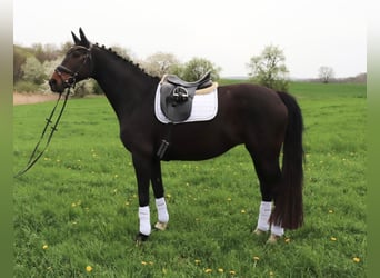 Niemiecki koń sportowy, Klacz, 16 lat, 168 cm, Skarogniada