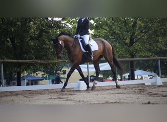 Niemiecki koń sportowy, Klacz, 16 lat, 172 cm, Gniada