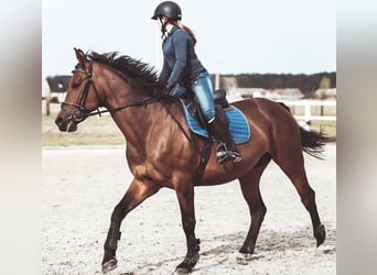 Niemiecki koń sportowy, Klacz, 17 lat, 171 cm