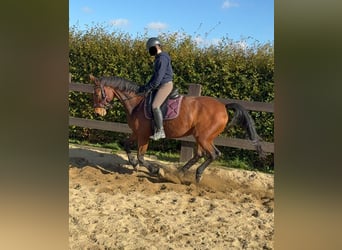 Niemiecki koń sportowy, Klacz, 18 lat, 167 cm, Gniada