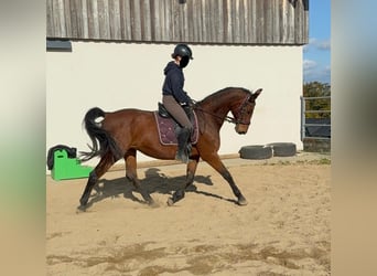 Niemiecki koń sportowy, Klacz, 18 lat, 167 cm, Gniada