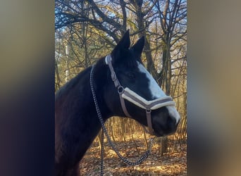Niemiecki koń sportowy, Klacz, 18 lat, 167 cm, Kara