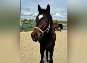 Niemiecki koń sportowy, Klacz, 1 Rok, 150 cm, Ciemnogniada