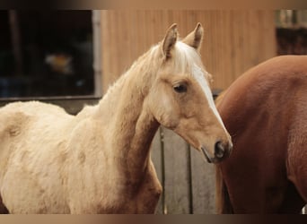 Niemiecki koń sportowy, Klacz, 1 Rok, 150 cm, Izabelowata