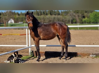 Niemiecki koń sportowy, Klacz, 1 Rok, 162 cm, Ciemnogniada