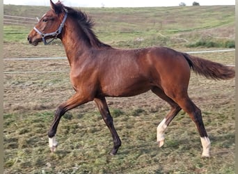 Niemiecki koń sportowy, Klacz, 1 Rok, 167 cm, Gniada