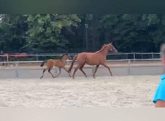 Niemiecki koń sportowy, Klacz, 1 Rok, 170 cm, Ciemnogniada