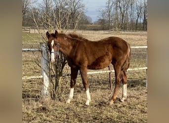 Niemiecki koń sportowy, Klacz, 1 Rok, 170 cm, Ciemnokasztanowata