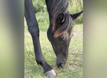 Niemiecki koń sportowy, Klacz, 1 Rok, 170 cm, Siwa jabłkowita