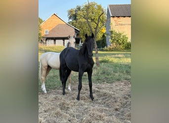 Niemiecki koń sportowy, Klacz, 1 Rok, 170 cm, Siwa jabłkowita