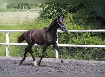 Niemiecki koń sportowy, Klacz, 1 Rok, 172 cm, Kara