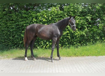 Niemiecki koń sportowy, Klacz, 1 Rok, 172 cm, Kara