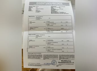 Niemiecki koń sportowy, Klacz, 1 Rok, 174 cm, Gniada