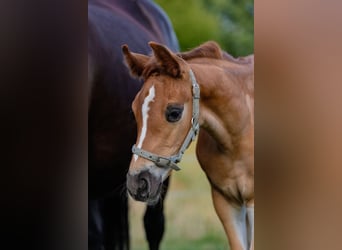 Niemiecki koń sportowy, Klacz, 1 Rok, Ciemnokasztanowata