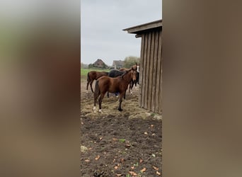 Niemiecki koń sportowy, Klacz, 1 Rok, Gniada