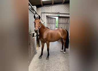 Niemiecki koń sportowy, Klacz, 20 lat, 163 cm, Gniada