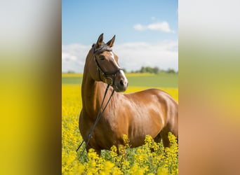 Niemiecki koń sportowy, Klacz, 20 lat, 170 cm, Gniada