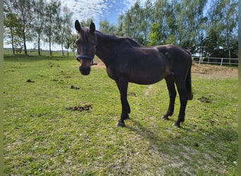 Niemiecki koń sportowy, Klacz, 21 lat, 164 cm, Kara