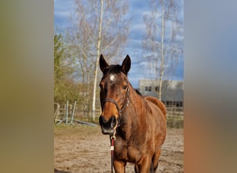 Niemiecki koń sportowy, Klacz, 23 lat, 175 cm, Gniada