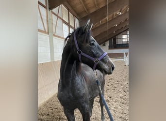 Niemiecki koń sportowy, Klacz, 2 lat, 150 cm, Może być siwy
