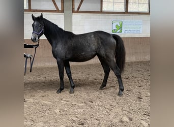 Niemiecki koń sportowy, Klacz, 2 lat, 150 cm, Może być siwy