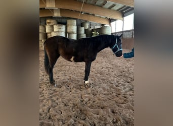 Niemiecki koń sportowy, Klacz, 2 lat, 155 cm, Kara