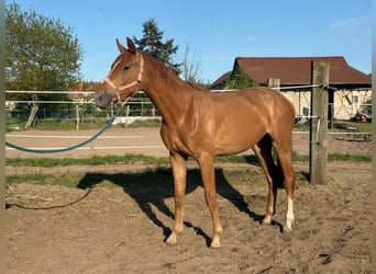 Niemiecki koń sportowy, Klacz, 2 lat, 160 cm, Kasztanowata