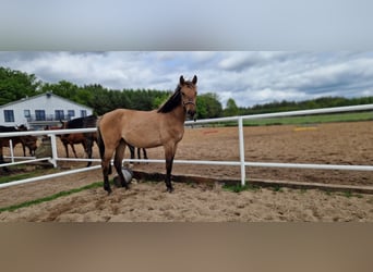 Niemiecki koń sportowy, Klacz, 2 lat, 162 cm, Bułana