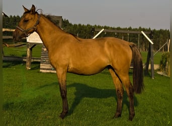 Niemiecki koń sportowy, Klacz, 2 lat, 162 cm, Bułana