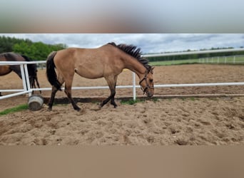 Niemiecki koń sportowy, Klacz, 2 lat, 162 cm, Bułana