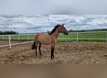 Niemiecki koń sportowy, Klacz, 2 lat, 162 cm, Bułana