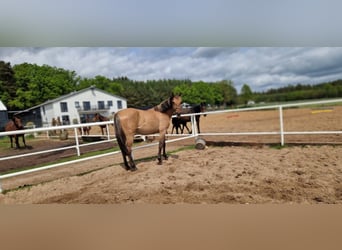 Niemiecki koń sportowy, Klacz, 2 lat, 162 cm, Bułana